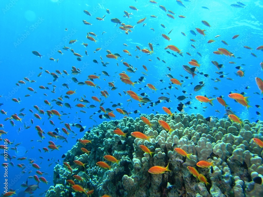 Shoal of fish on the coral reef