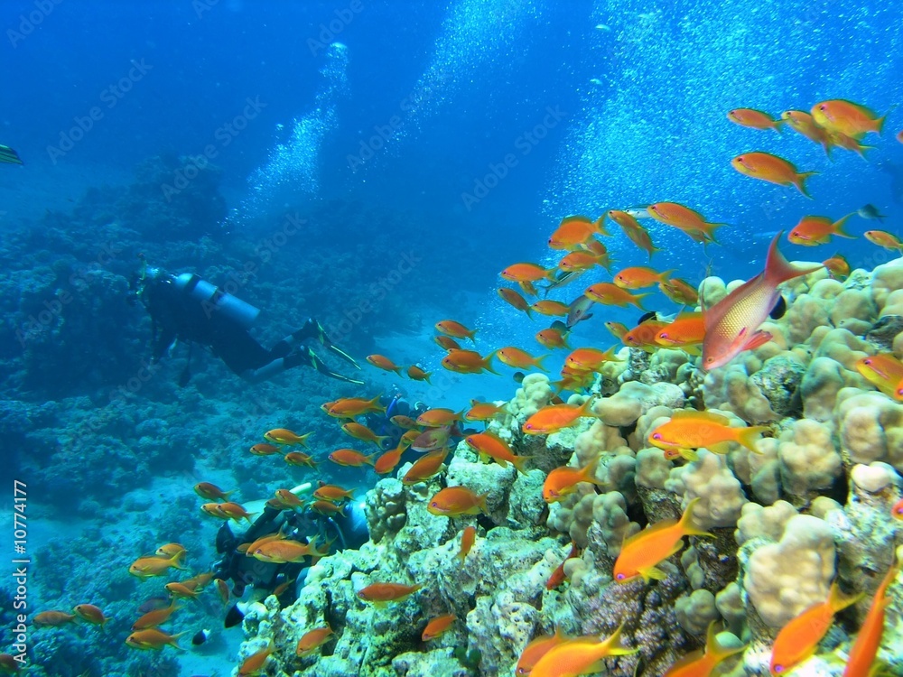 Divers on the coral reef in the red sea