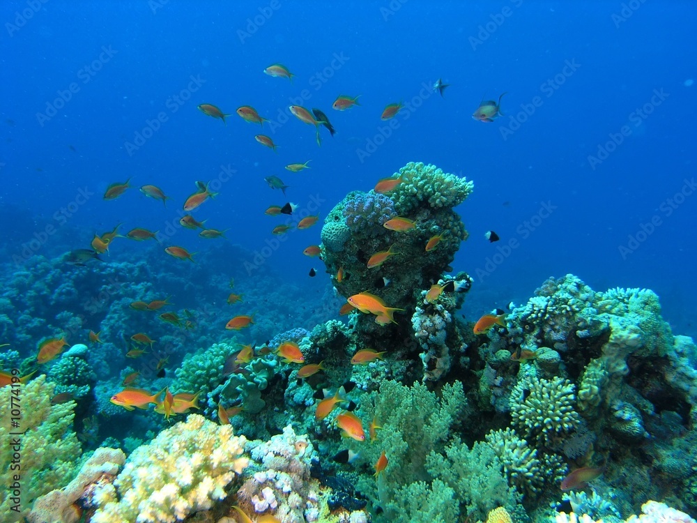 Shoal of fish on the coral reef