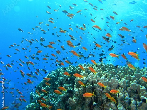 Obraz na płótnie Shoal of fish on the coral reef w salonie