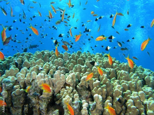 Shoal of fish on the coral reef