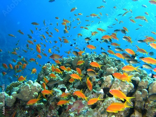 Shoal of fish on the coral reef #10774135