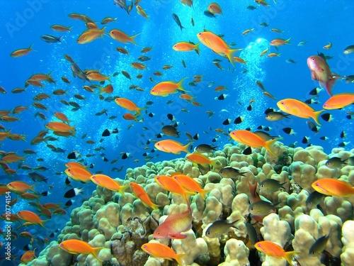 Fototapeta Naklejka Na Ścianę i Meble -  Shoal of fish on the coral reef