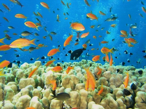 Shoal of fish on the coral reef © crisod