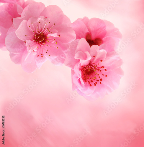 Spring cherry blossoms on pink background