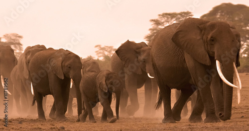 family of elephants in amboseli photo