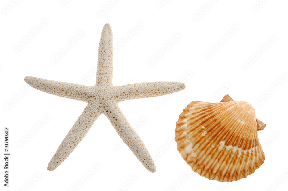 Close-up of seashell and starfish isolated on white background