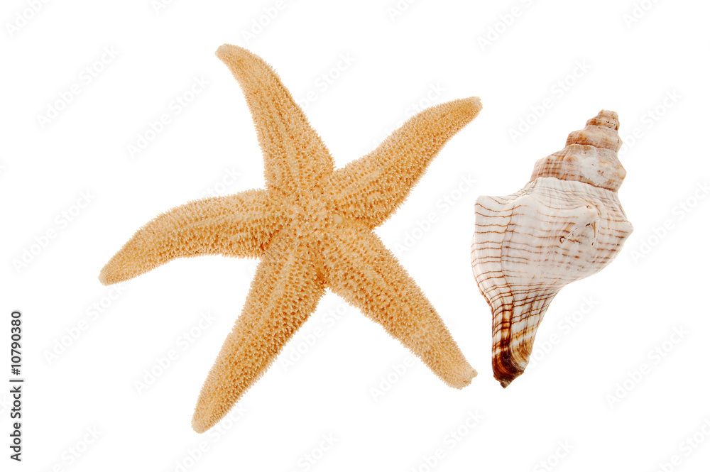 Close-up of seashell and starfish isolated on white background Close-up of seashell and starfish isolated on white background