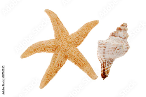 Close-up of seashell and starfish isolated on white background