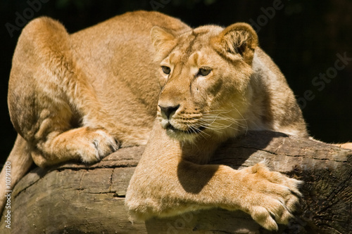 Young lioness © Colette