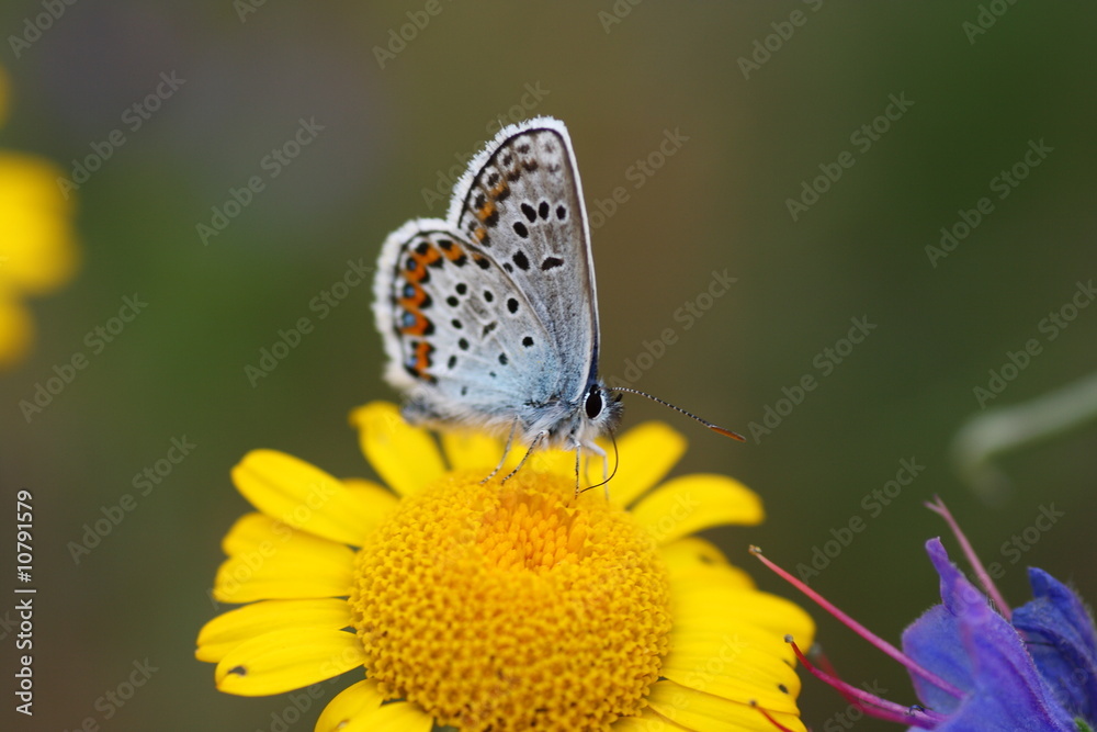 Obraz premium Butterfly