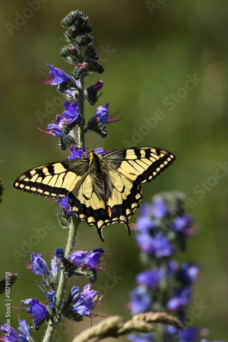 Machaon butterfly