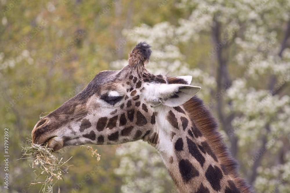 wild animals wild animals
