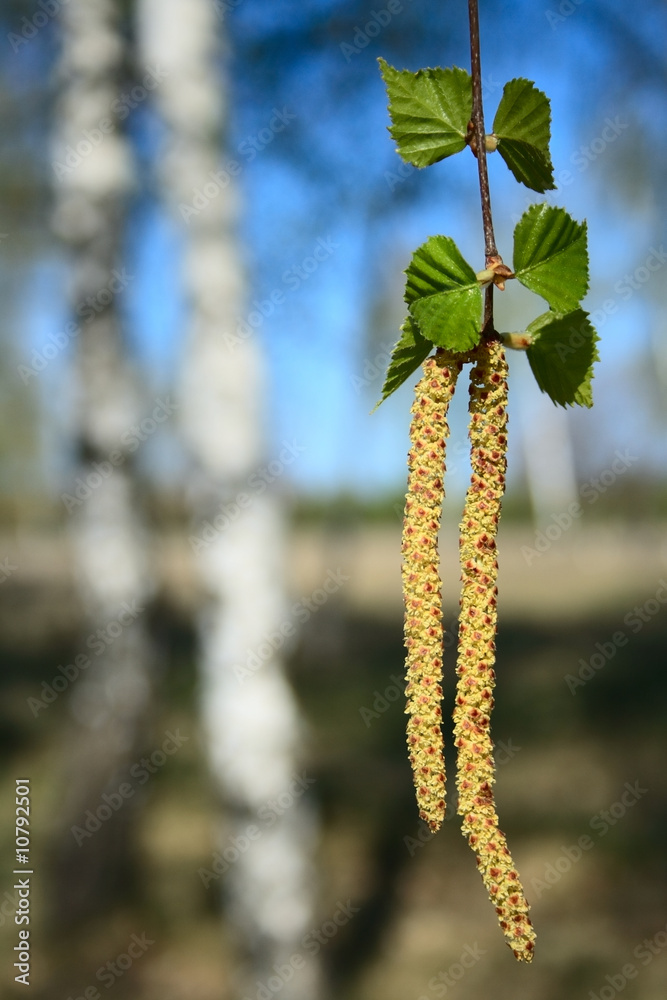 Obraz premium birch catkins