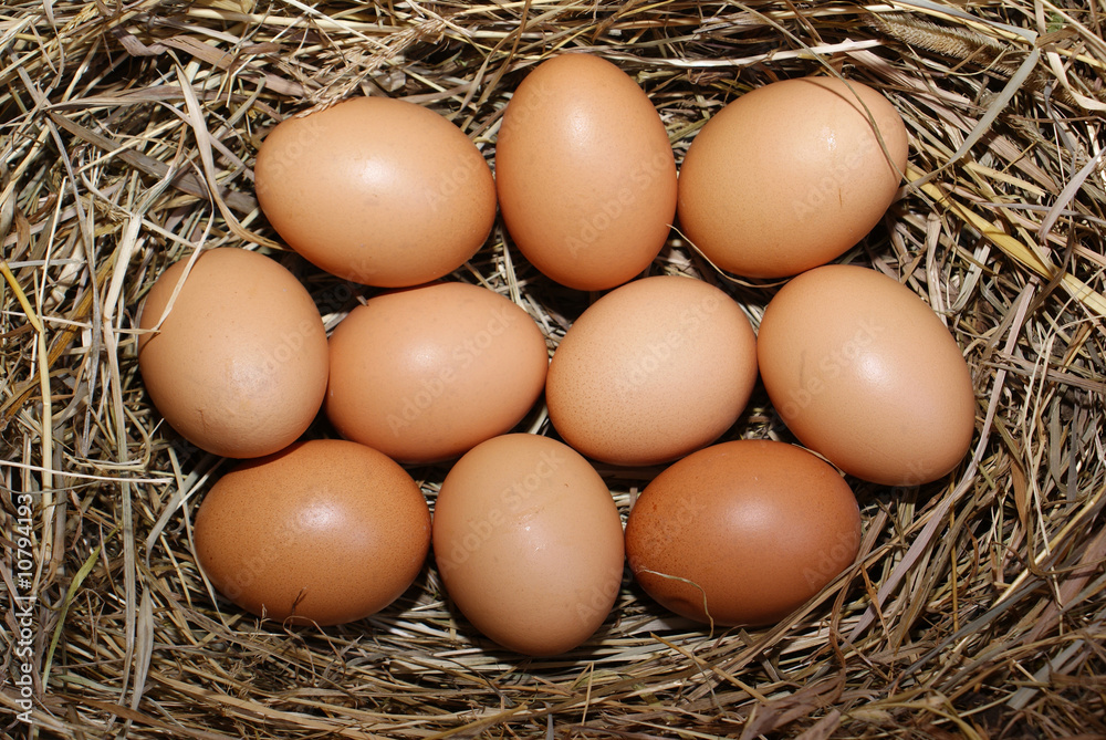 eggs