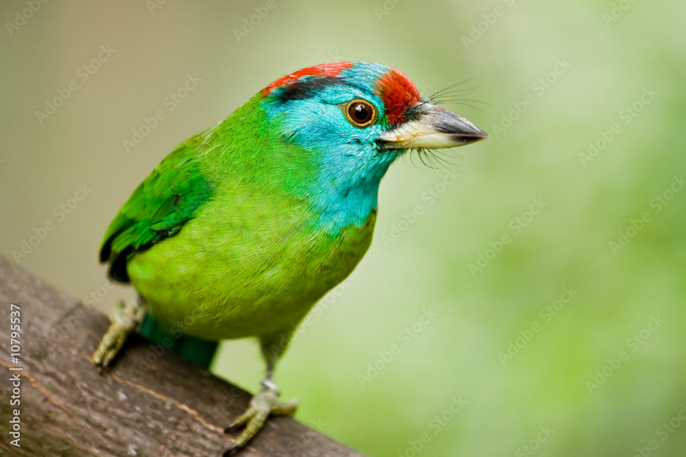 Obraz premium Vogel
