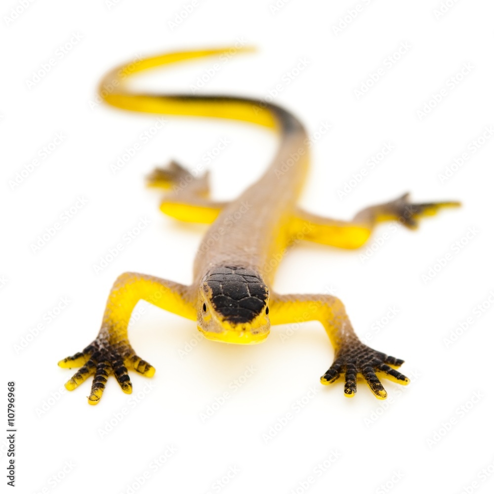 Obraz premium toy lizard