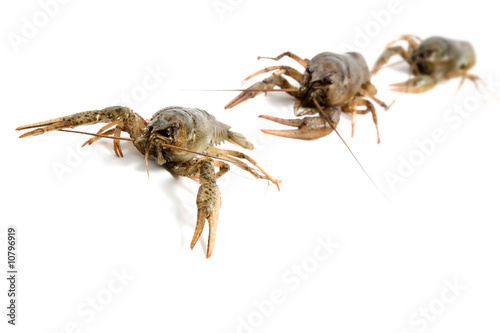 Crayfish against white