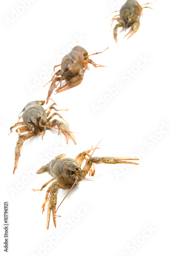 Crayfish march against white