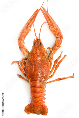 red lobster against white top view