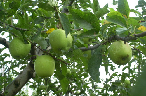 pommes sur arbre