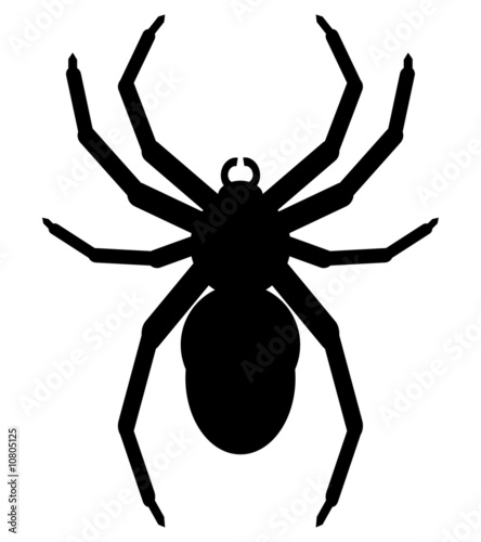 spider