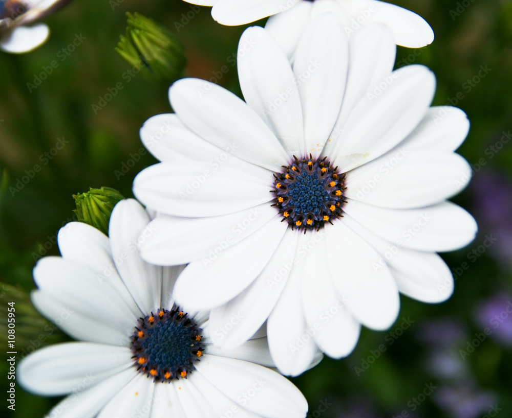 Fototapeta premium Weiße Blume