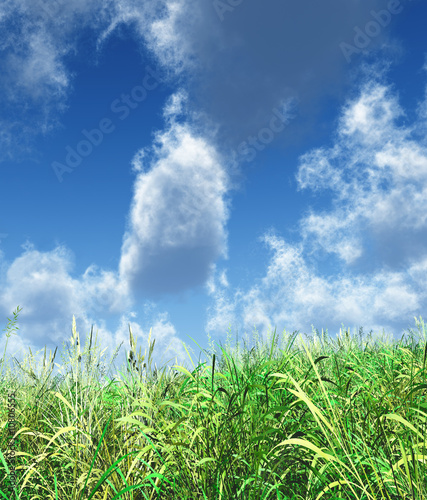 juicy green grass on a back...