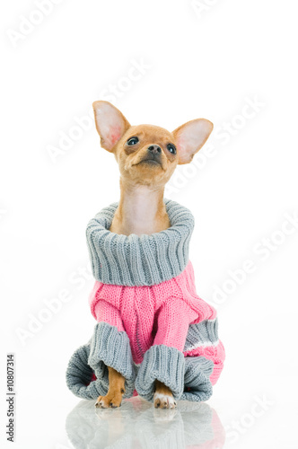 Chihuahua dog in sweater