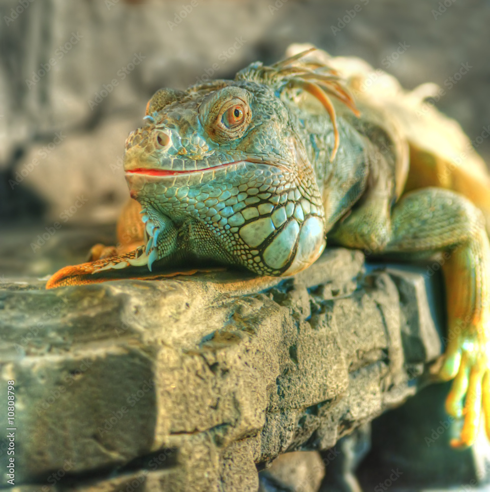 Fototapeta premium iguana