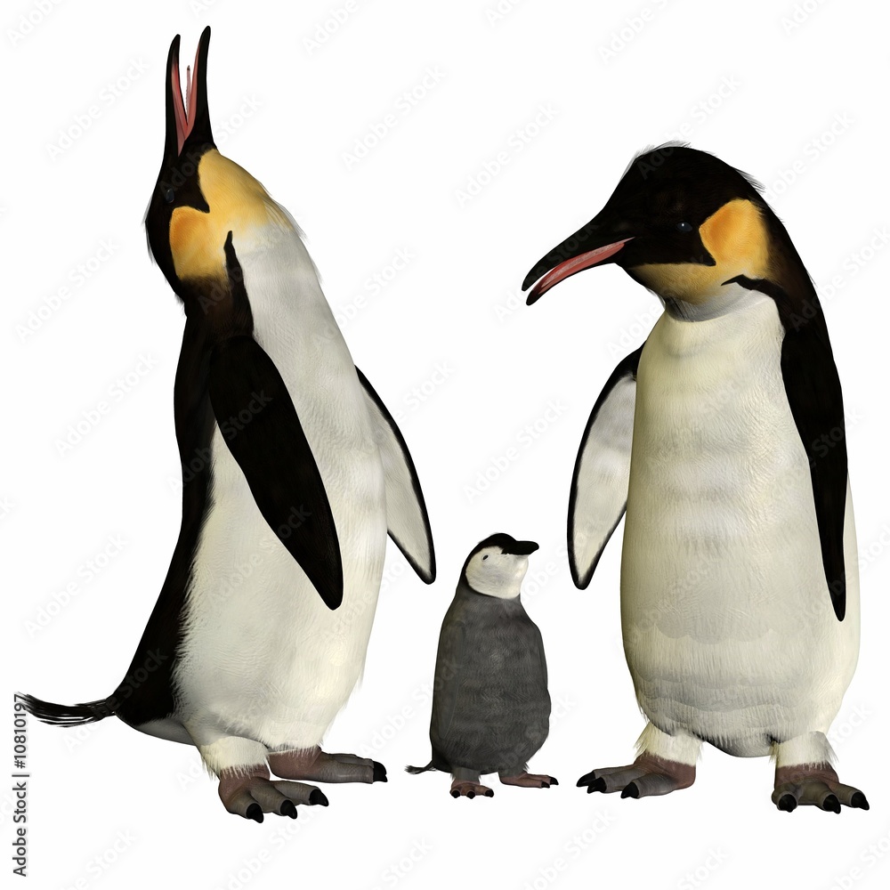 Fototapeta premium Penguin with Chick
