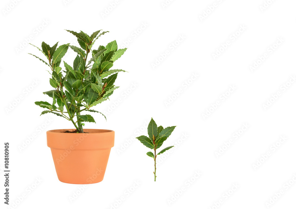 Obraz premium Bay Tree Herb and Leaf Sprig