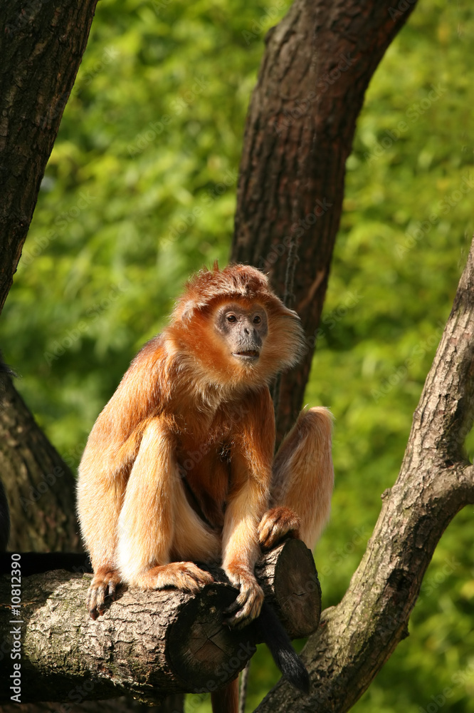 Obraz premium Javan Ebony langur