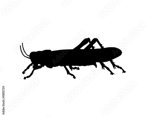 Heuschrecke