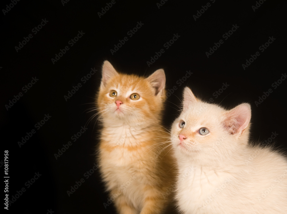 Kittens on a black background