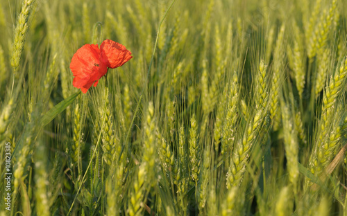 Embracing poppies in a corn field