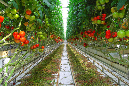 serre de tomates photo