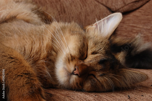 Young somali cat sleepinf on the sofa photo