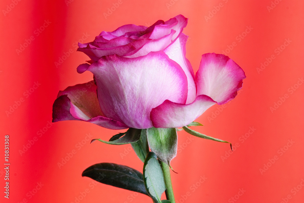 Obraz premium rose