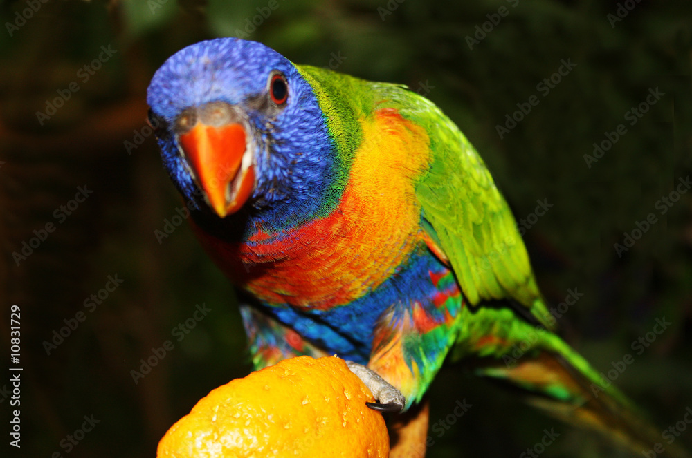 Naklejka premium Vogel