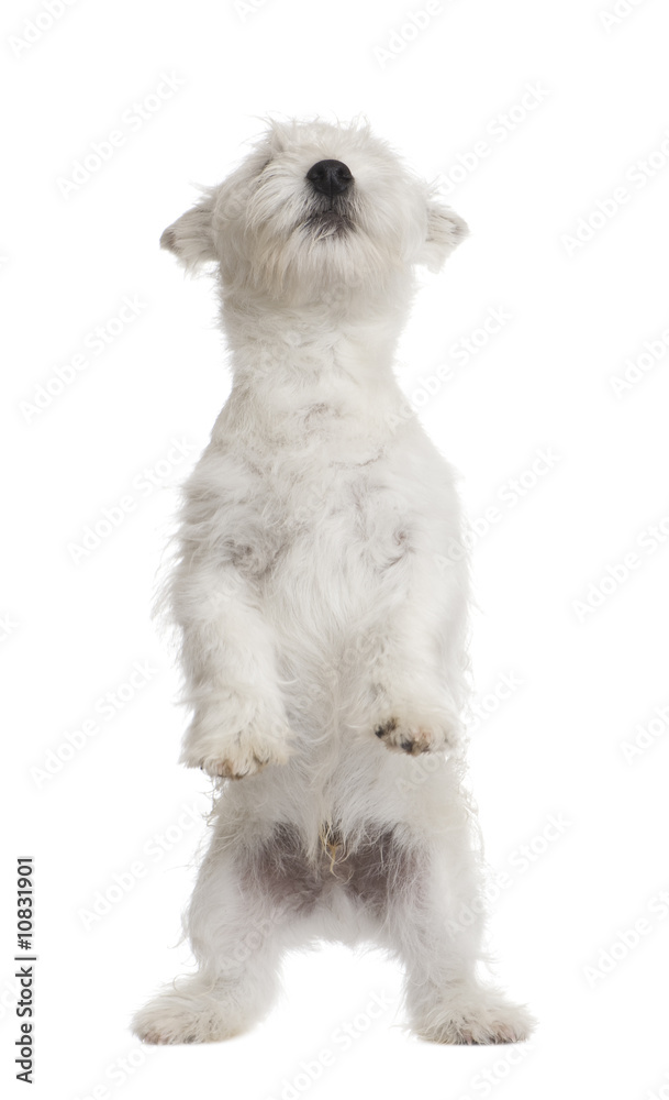 West Highland White Terrier (3 months)
