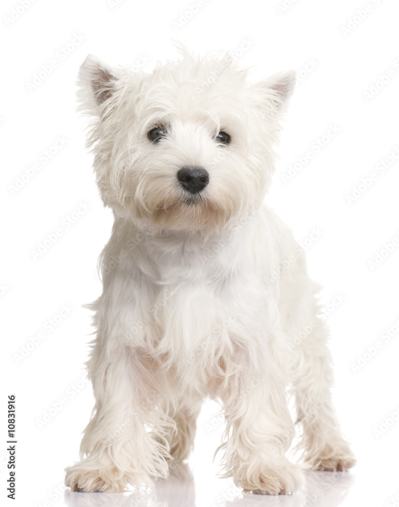West Highland White Terrier (8 months) West Highland White Terrier (8 months)