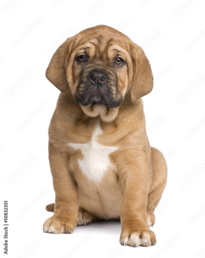 Dogue de Bordeaux puppy (2 months) Dogue de Bordeaux puppy (2 months)