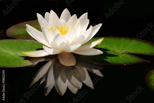 White lotus flower