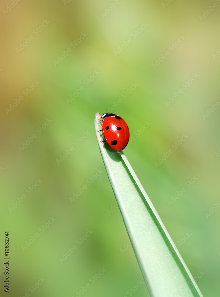 Ladybug Ladybug