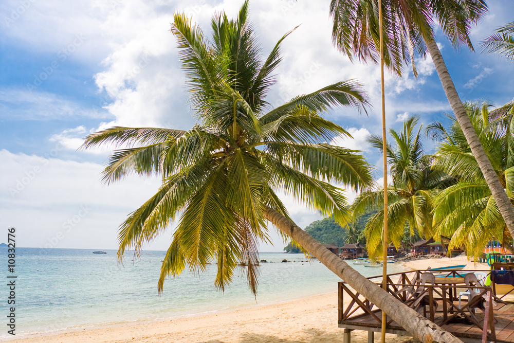 Obraz premium palm tree on the beach