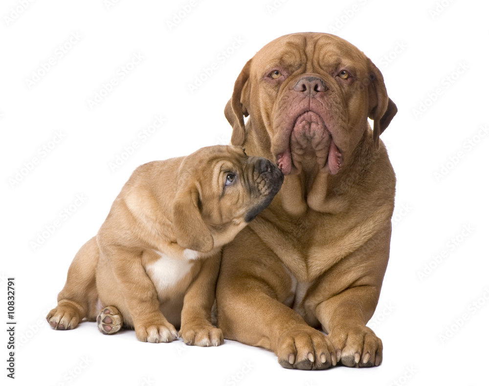 mother Dogue de Bordeaux and her puppy (2 months)