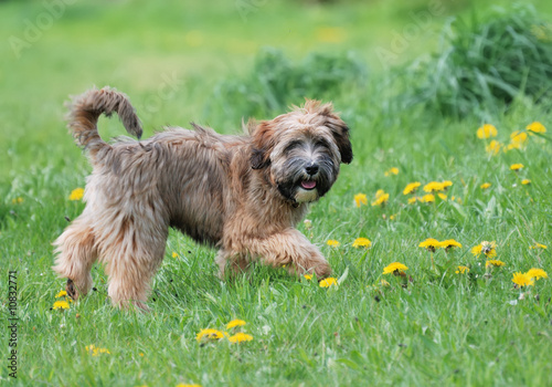 Bild auf Leinwand Tibetan terrier