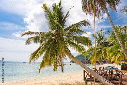 palm tree on the beach