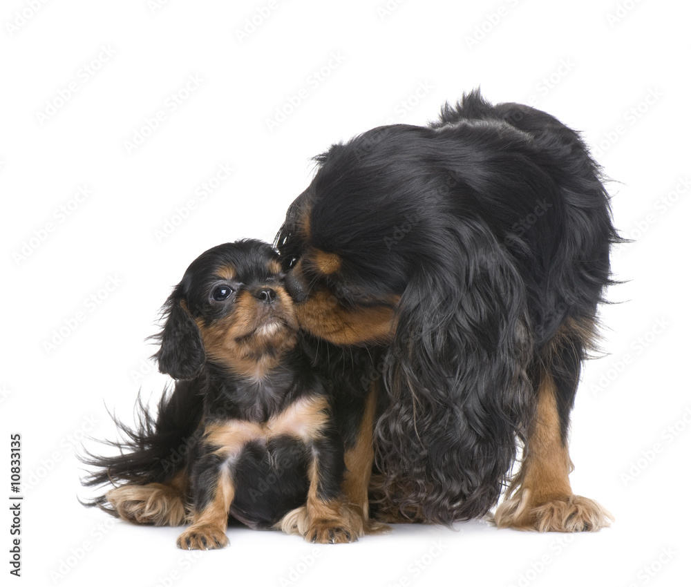 mother Cavalier King Charles  and her puppy
